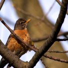 American Robin 1